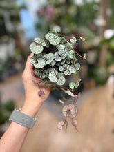 Kép betöltése a galériamegjelenítőbe: Ceropegia woodii - Ámpolna gyertyavirág - String of hearts - Tropical Home 
