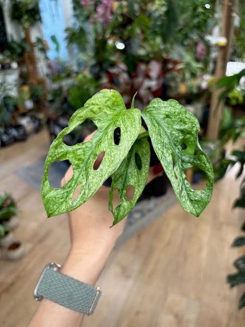 Monstera adansonii 