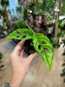 Monstera obliqua Peru mini