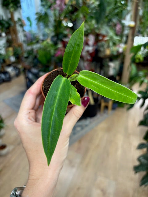 Anthurium warocqueanum mini