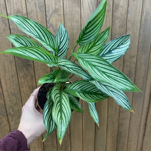 Calathea elliptica "Vittata" - Zebralevél