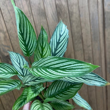 Kép betöltése a galériamegjelenítőbe: Calathea elliptica &quot;Vittata&quot; - Zebralevél
