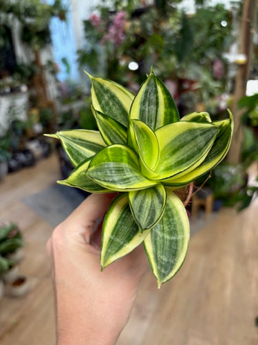 Sansevieria trif. 