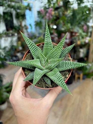 Haworthia limifolia 