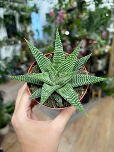 Haworthia limifolia "Spider white" -Szemölcsliliom - Tropical Home 