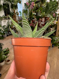 Haworthia limifolia "Spider white" -Szemölcsliliom - Tropical Home 