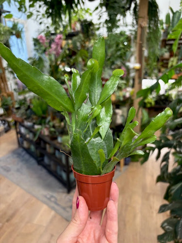 Epiphyllum pumilum 6cm - Tropical Home 