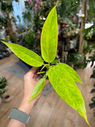 Philodendron calkins gold - Tropical Home 