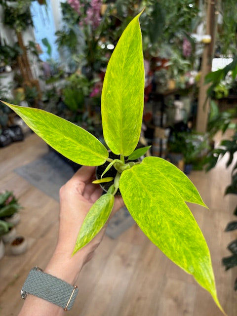 Philodendron calkins gold - Tropical Home 