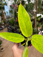 Kép betöltése a galériamegjelenítőbe: Philodendron calkins gold - Tropical Home 
