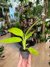 Kép betöltése a galériamegjelenítőbe: Philodendron calkins gold - Tropical Home 
