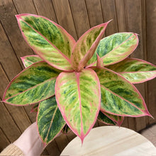 Kép betöltése a galériamegjelenítőbe: Aglaonema &quot;Salmon fantasy&quot; - Rákvirág - Chinese Evergreen - Tropical Home 
