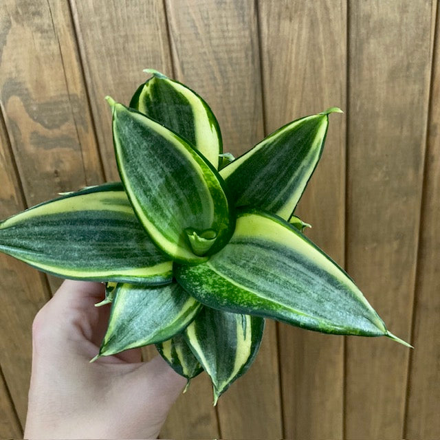 Sansevieria trif. 