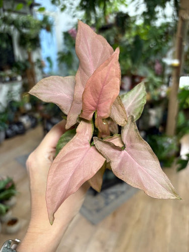 Syngonium pink - Nyíllevél - Tropical Home 