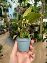 Kép betöltése a galériamegjelenítőbe: Syngonium pink - Nyíllevél - Tropical Home 
