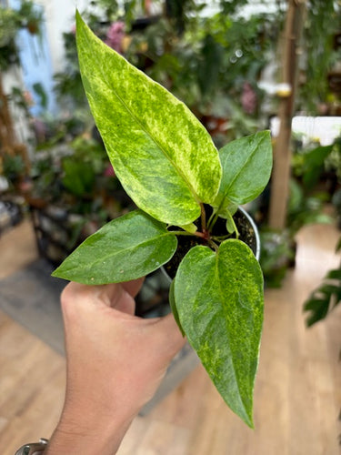 Anthurium renaissance variegata - Tropical Home 