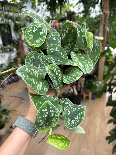 Scindapsus pictus 'Argyraeus' - Ezüstös szobafutóka - Silver satin pothos - Tropical Home 