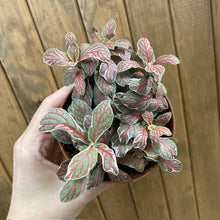 Kép betöltése a galériamegjelenítőbe: Fittonia &quot;Grey sensation&quot; - Hálóslevél - Nerve plant
