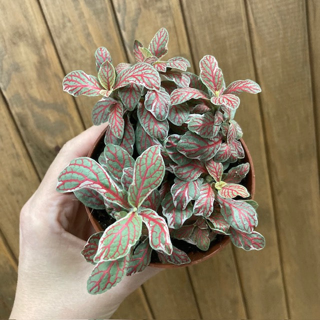 Fittonia 