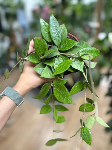 Hoya parasitica 