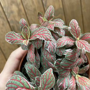 Fittonia "Grey sensation" - Hálóslevél - Nerve plant