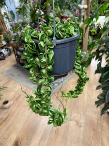 Hoya carnosa compacta - Hindu rope - Tropical Home 