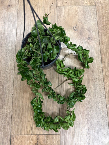 Hoya carnosa compacta - Hindu rope - Tropical Home 