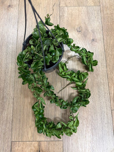 Hoya carnosa compacta - Hindu rope - Tropical Home 