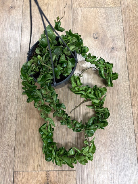 Hoya carnosa compacta - Hindu rope - Tropical Home 