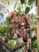 Kép betöltése a galériamegjelenítőbe: Begonia &quot;Two face&quot; - Tropical Home 
