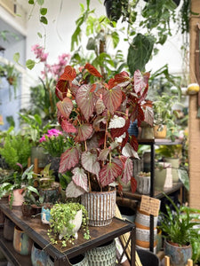 Begonia "Two face" - Tropical Home 