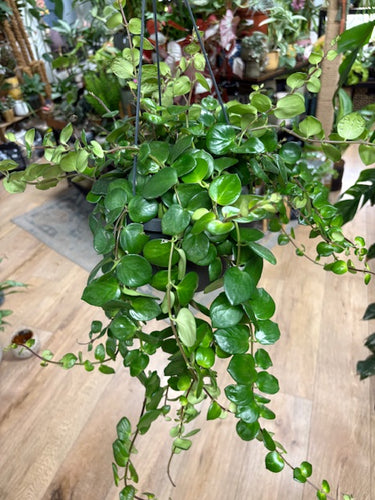Aeschynanthus 