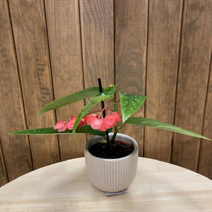 Begonia albopicta mini - Tropical Home 