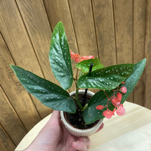 Begonia albopicta mini - Tropical Home 