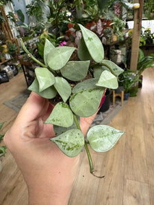 Hoya krohniana "Super silver" 6cm