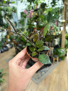 Hoya krohniana "Black leaves" 6cm