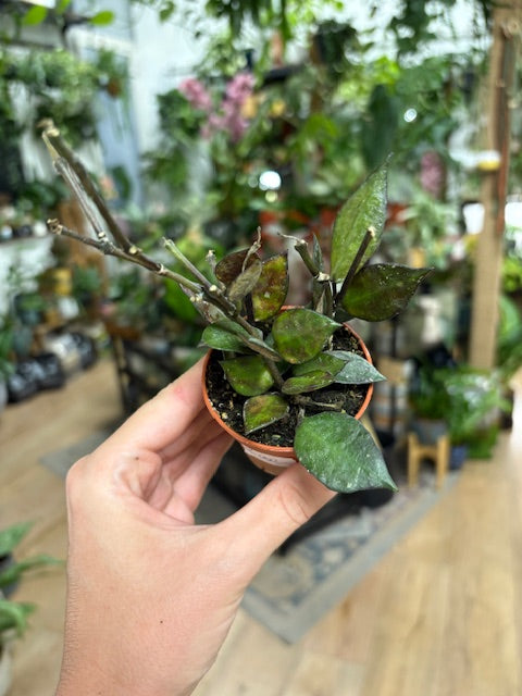 Hoya krohniana 
