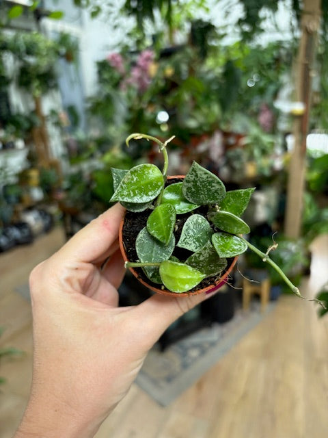 Hoya krohniana 