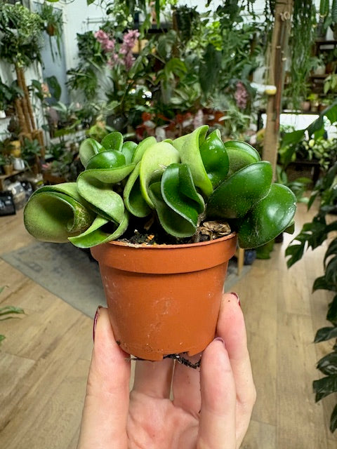 Hoya carnosa compacta - Hindu rope - Tropical Home 