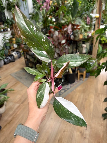 Philodendron 