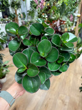 Kép betöltése a galériamegjelenítőbe: Peperomia obtusifolia &quot;Red canyon&quot; - Tropical Home 
