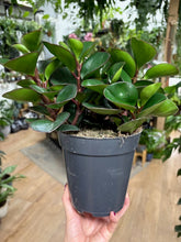 Kép betöltése a galériamegjelenítőbe: Peperomia obtusifolia &quot;Red canyon&quot; - Tropical Home 
