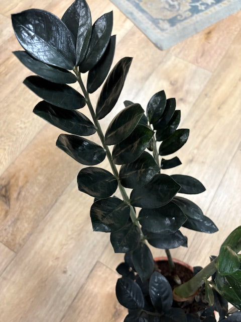 Zamioculcas zamiifolia Raven - ZZ Raven - Fekete legénypálma - Tropical Home 