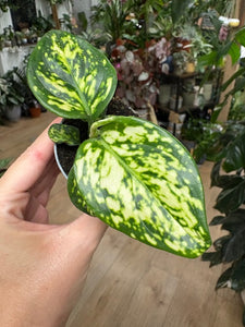 Aglaonema "Snowflake" - Rákvirág - Chinese Evergreen