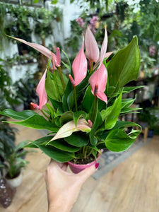 Anthurium andreanum "Lilli" - Tropical Home 