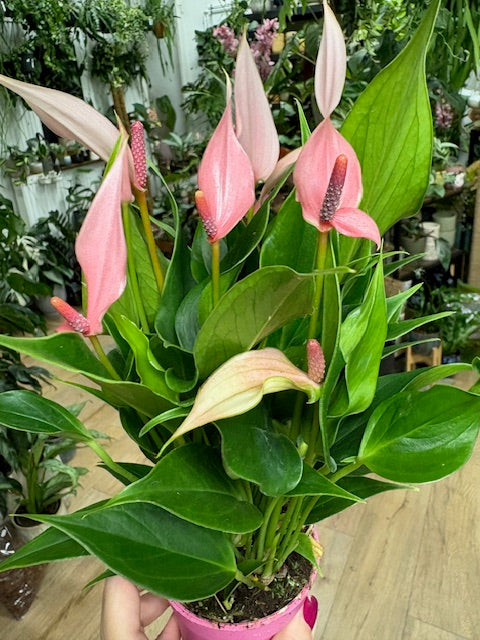 anthurium gondozása Anthurium andreanum "Lilli"