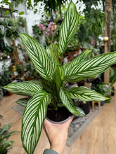 Kép betöltése a galériamegjelenítőbe: Calathea elliptica &quot;Vittata&quot; - Zebralevél - Tropical Home 
