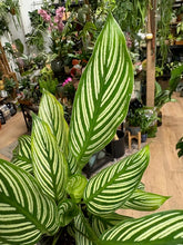 Kép betöltése a galériamegjelenítőbe: Calathea elliptica &quot;Vittata&quot; - Zebralevél - Tropical Home 
