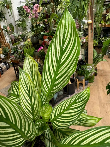 Calathea elliptica 
