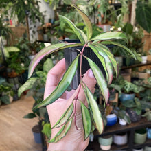 Kép betöltése a galériamegjelenítőbe: Hoya wayetii tricolor - Viaszvirág - Wax plant - Tropical Home 
